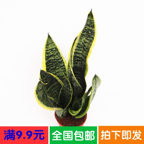 喜欢金边虎皮兰盆栽包邮特价的还喜欢