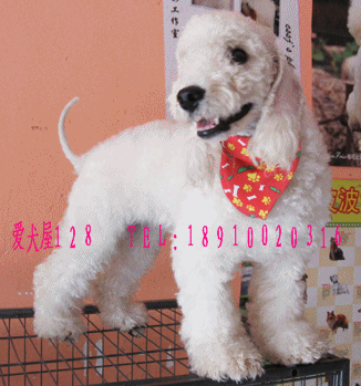 爱犬屋128出售贝灵顿梗犬绵羊犬贝林顿梗犬贝林登梗犬