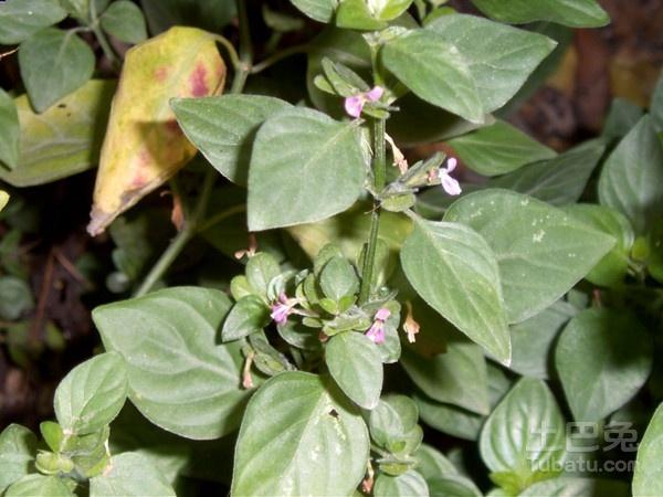 外用:捣敷或熬膏贴. 来源:狗肝菜为双子叶植物