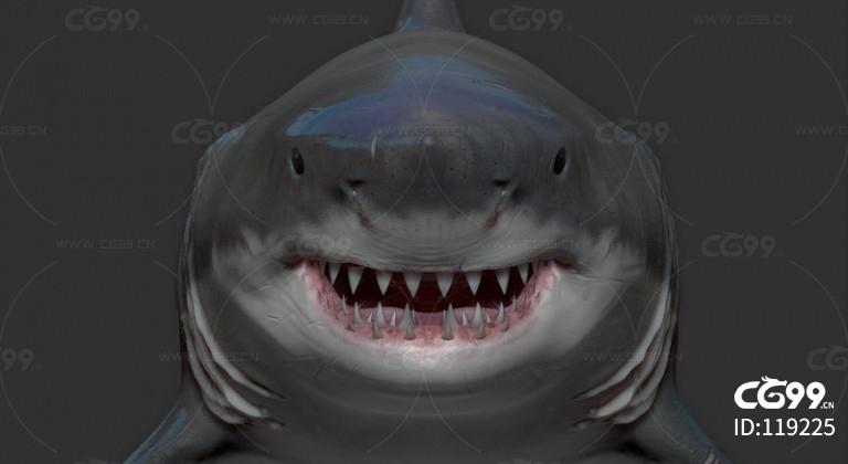 大白鲨 鲨鱼