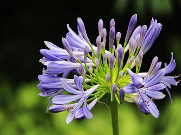 百子莲花语是什么 百子莲图片大全