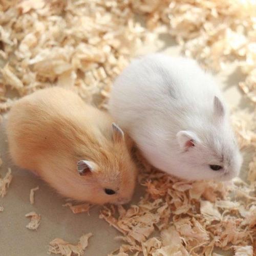 苍鼠活物宠物一仓鼠一只不咬人紫仓三线布丁银狐奶茶好养包活