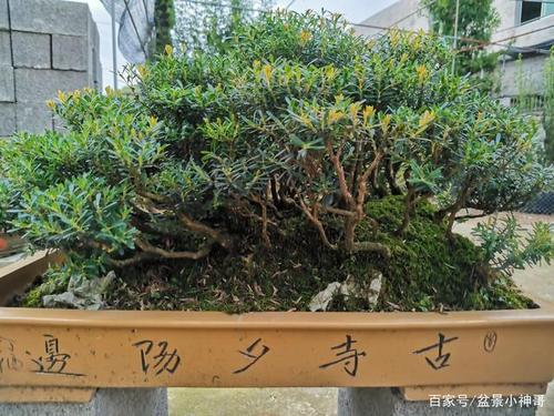 丛林式野生米叶黄杨盆景,大方霸气