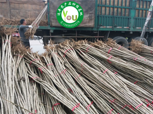 河南杨树苗基地周口杨树苗种植西华杨树苗批发速生杨价格