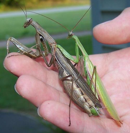 公螳螂对母螳螂的爱有那么浓烈吗?为什么愿意献身,不怕死吗?