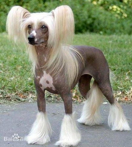 玩具猎狐梗,巴哥犬,比利时粗毛犬,西施犬,中国冠毛犬,迷你杜宾犬,日本