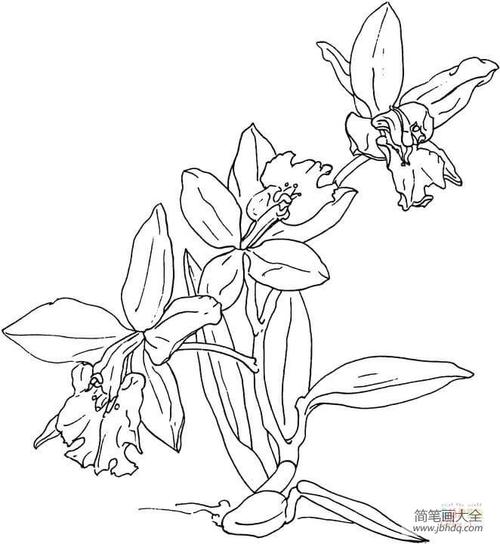 兰花_花朵简笔画-简笔画大全