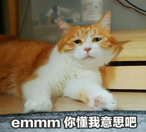 嘿嘿,你懂我的意思吧!丨第132期喵表情