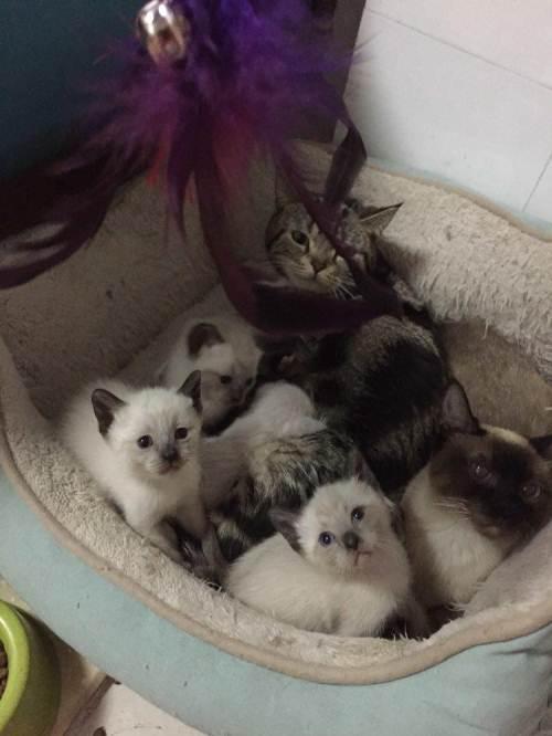 家养暹罗和美短,良心价出售