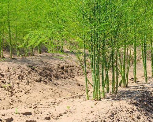 芦笋生长环境条件,以及种植和管理呢?掌握几个方法让你增加产量
