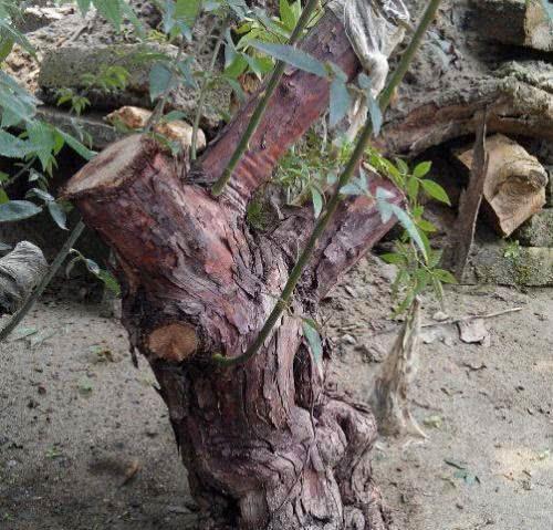 山木香栽种要注意什么,山木香如何嫁接?