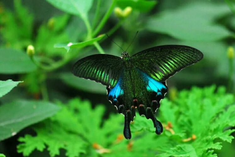 巴黎翠凤蝶 作者:孔繁成