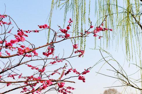 香吹梅柳为谁动,  绿隐鹅黄紫燕风.  注:  松江:指松花江.