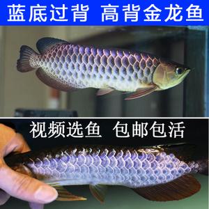 蓝底过背金龙鱼_蓝底过背金龙鱼价格_淘宝天猫热销蓝