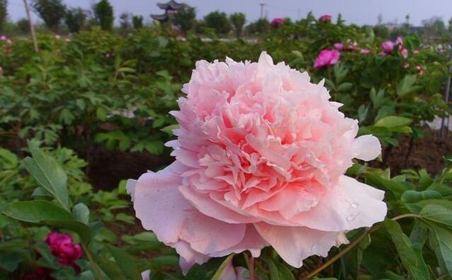 牡丹花品种大全图片