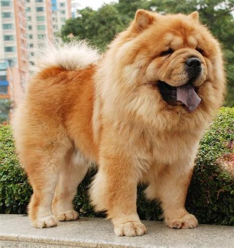 松狮犬又名巧巧犬,獢獢,集美丽,高贵和自然于一身