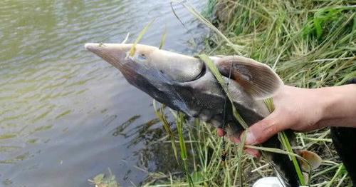 湖南钓鱼人野河钓起罕见奇鱼,网友:已举报
