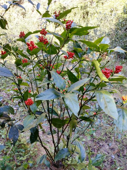 接骨草中草药草珊瑚九节风纯