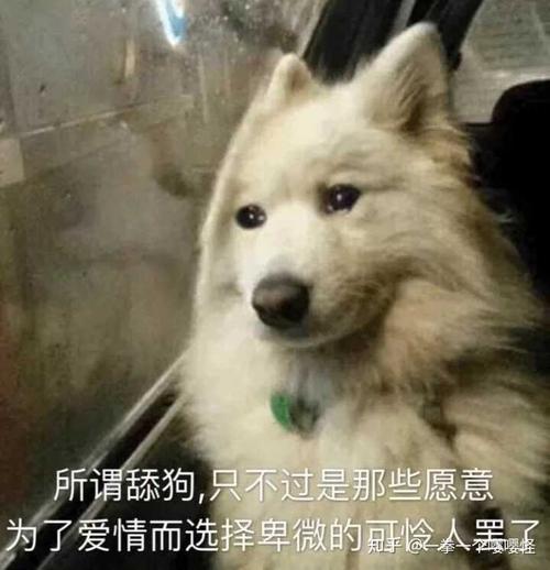 答应我,不要再做舔狗了好吗