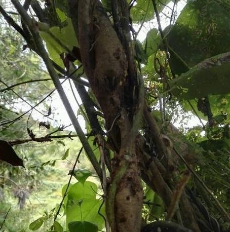 葛根藤中间的"包",它是美味蛋白之王,但有些人却一辈子不敢吃