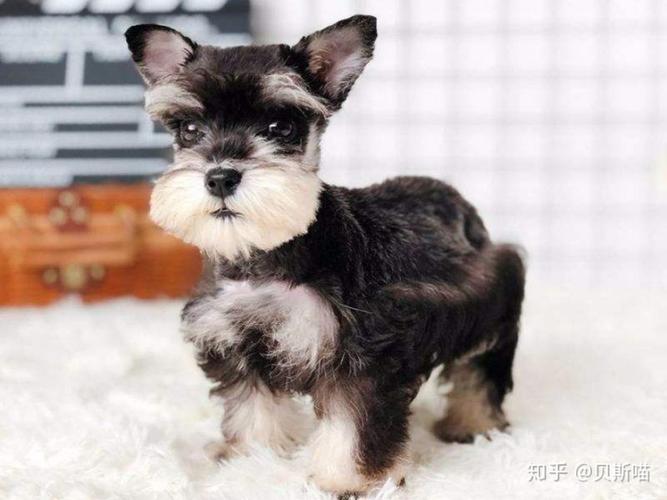迷你雪纳瑞(miniature schnauzers)