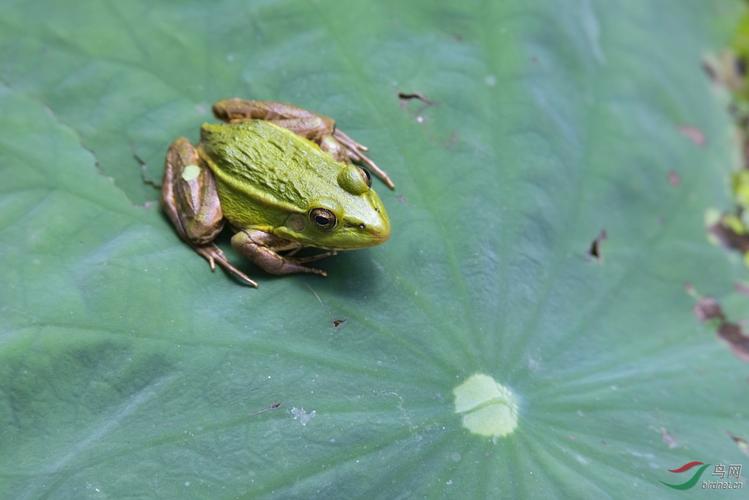 田鸡