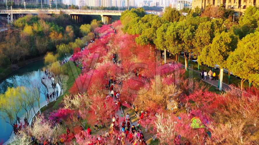合肥匡河公园樱花