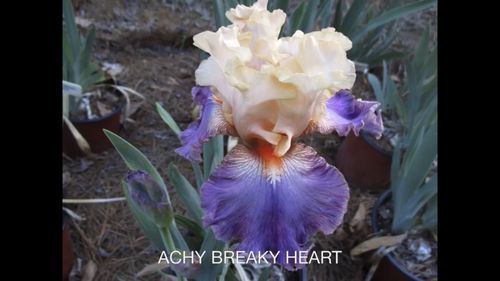 美轮美奂的德国鸢尾花