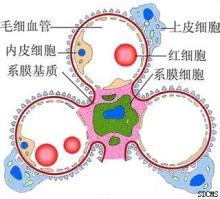 肾小球系膜细胞是肾小球内非常活跃的细胞,具有分泌细胞基质,产生细胞