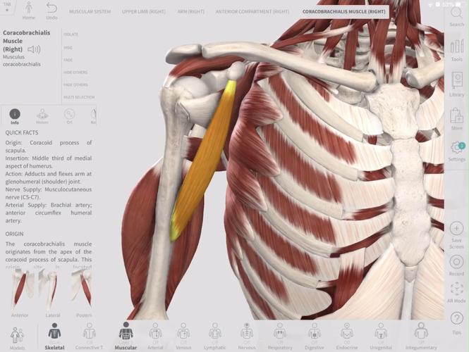 功能解剖|喙肱肌_医疗科普_医疗健康_医疗健康其他