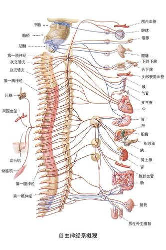 其它 脊柱与内脏 写美篇 第五腰椎, 对应身体部位:小腿,踝,足.