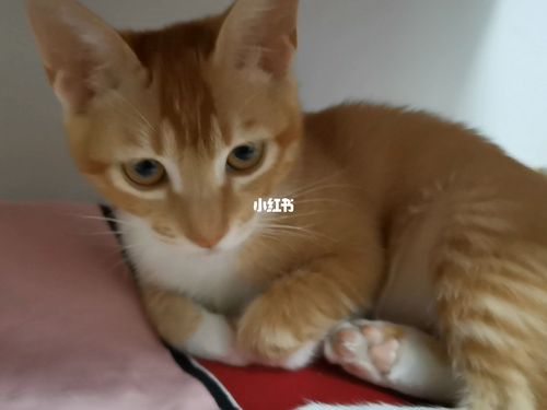 串串_串串_猫咪_猫咪日常_宠物_猫