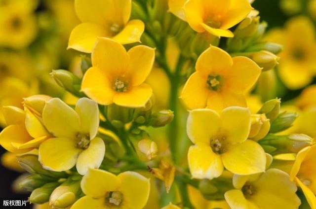 这45种花草植物,漂亮,好养又热销!需求大