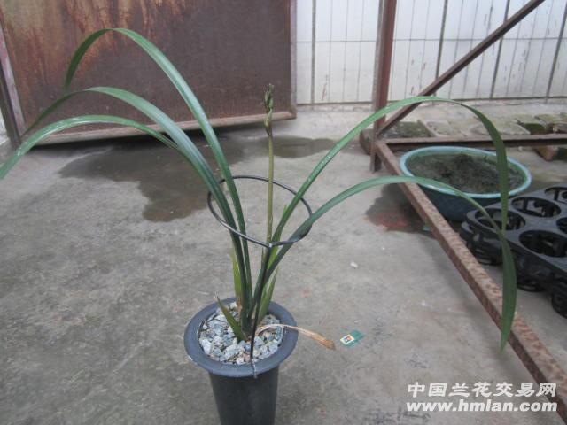 墨兰铭品南国水仙带花苞