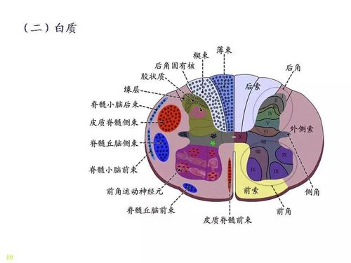 神经系统 脊髓-解剖图