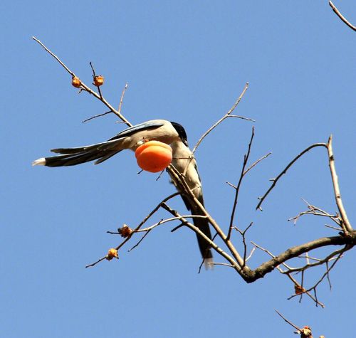枝头鸟 "柿柿如意 喜上眉梢" 喜鹊与柿子 摄影:苓儿 侵歉删