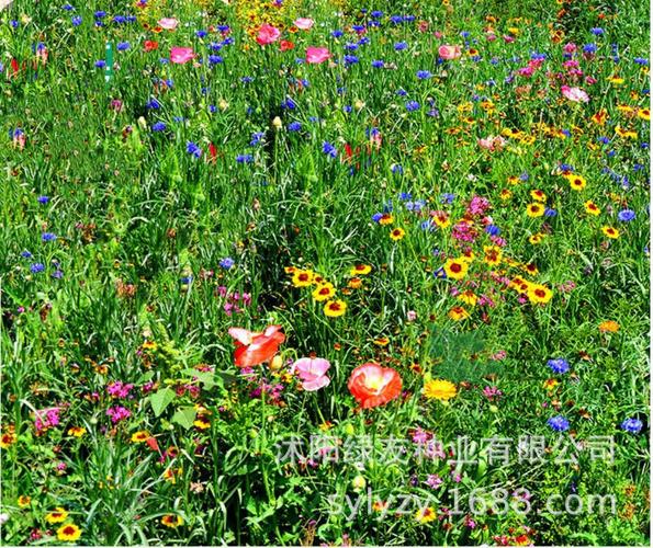 混合播种 组合耐阴花卉草籽 灌木 草花混播 树下花海