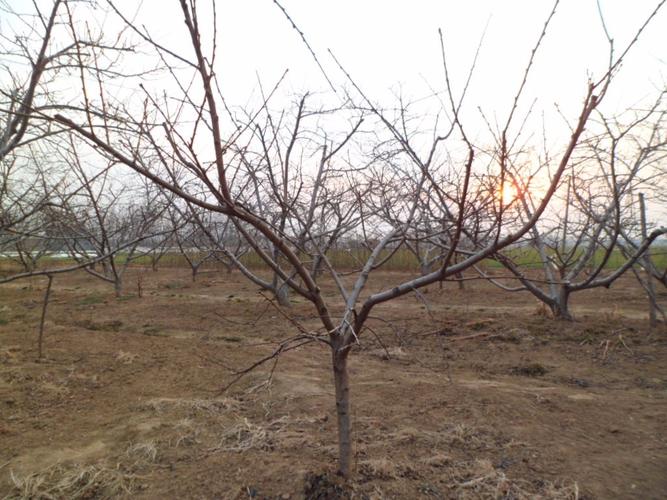 秋冬天的桃树长什么样