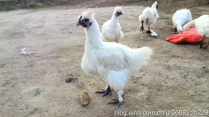 白毛乌鸡母鸡图片欣赏