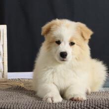 边境牧羊犬活体幼犬纯种宠物狗狗边境牧羊犬边牧幼犬活体陨石色红色