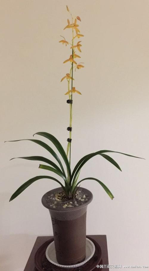 南国水仙和瑶琳胭脂-墨兰篇-中国兰花交易网社区