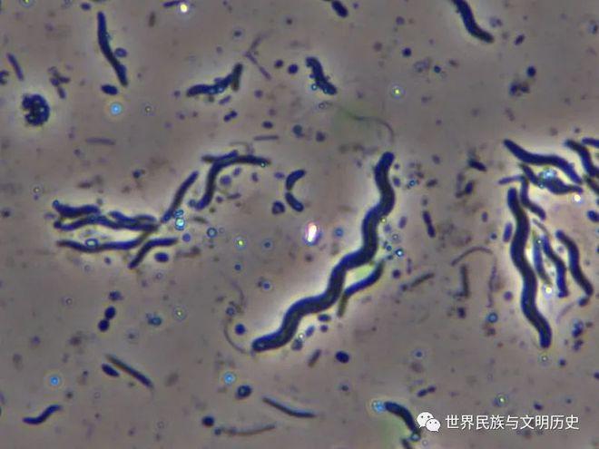 原核生物全系列35变形菌门β变形菌纲