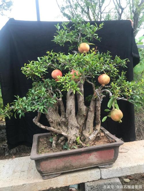 石榴树盆景盆栽果树,大红袍石榴树山东万亩石榴园石榴