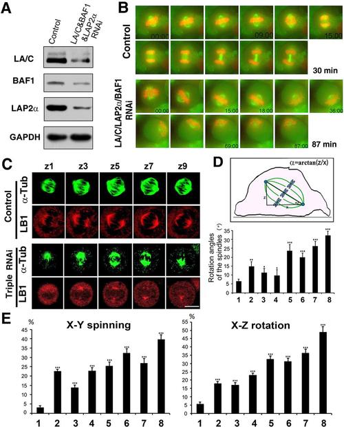 protein complex regulates mitotic spindle assembly and