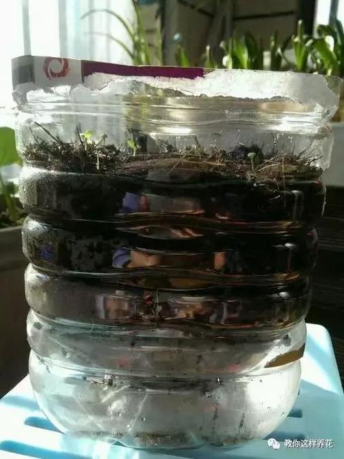 一个油桶胜过两花盆,1次能种4棵大白菜,大蒜一箩筐!