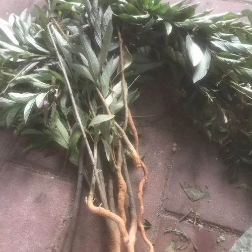 新鲜现采白花灯笼鬼灯笼苦灯笼鬼点火红花鬼灯笼枝叶