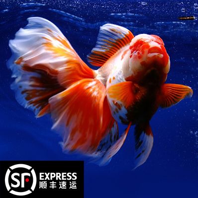 进口百褶裙 精品泰狮f1金鱼活体观赏鱼原泰冷水淡水招财活鱼水族