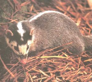 30 years of rabies vaccination with rabipur a summary of