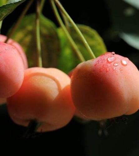 海棠果怎么吃好吃 海棠果的功效与作用分析