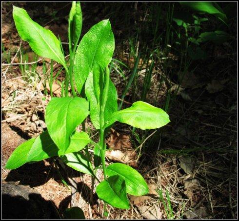这是枪头菜(这些名字都是儿时的记忆……).